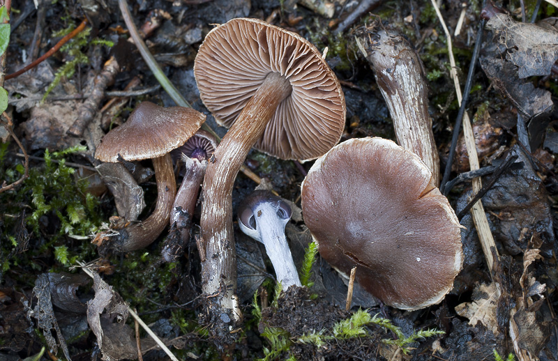 Cortinarius decipiens